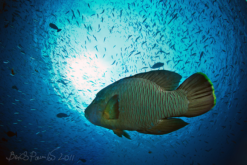 Наполеон Napoleon Wrasse губан наполеон рыба anion Мальдивы Maldives