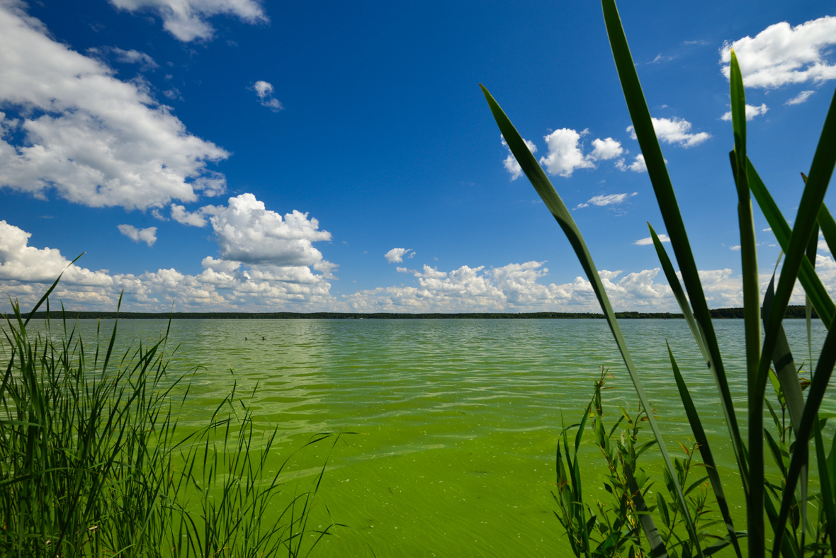 Кисельные берега пейзаж природа озеро шарташ landscape nature