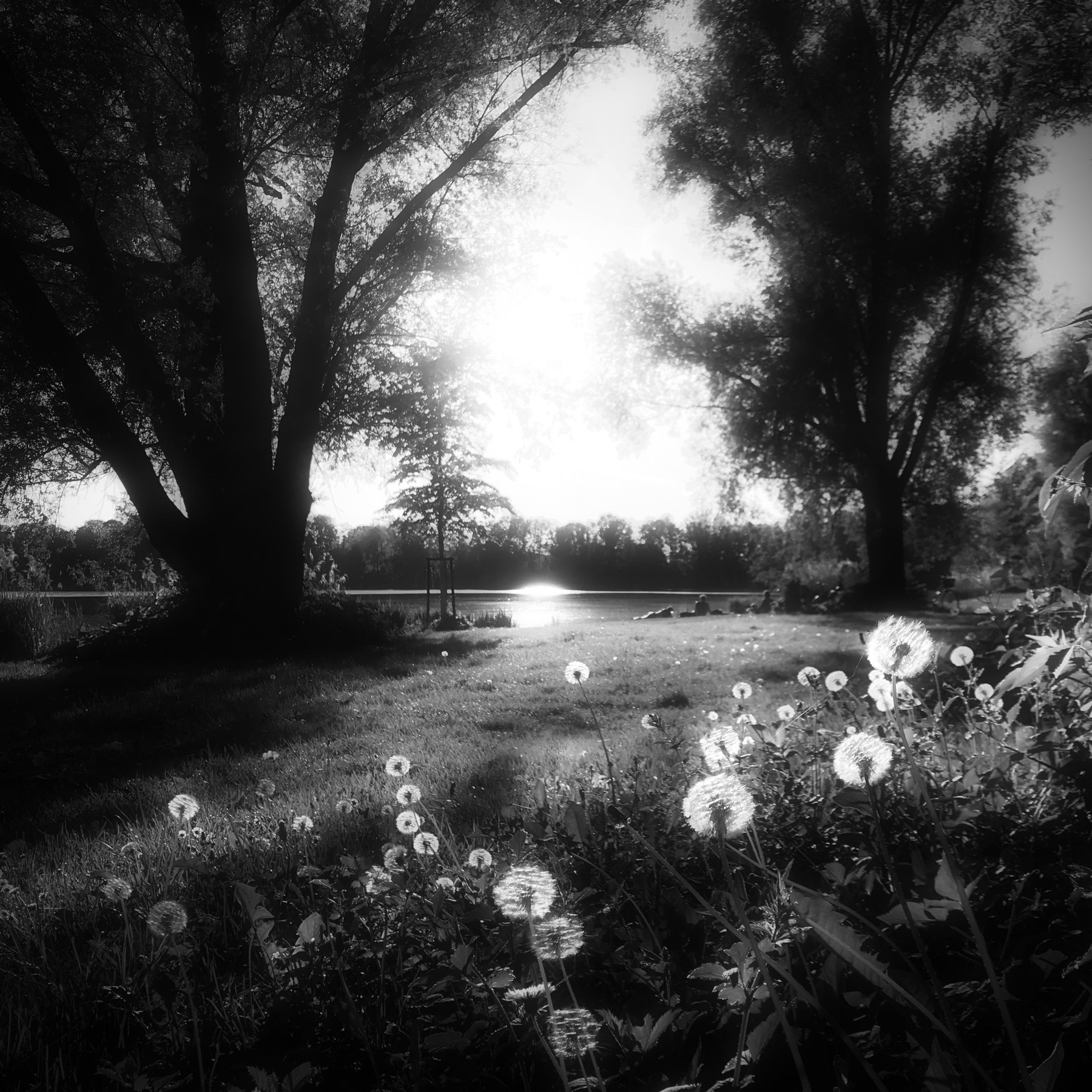 Пока одуванчики не поседели AGFA Isolette