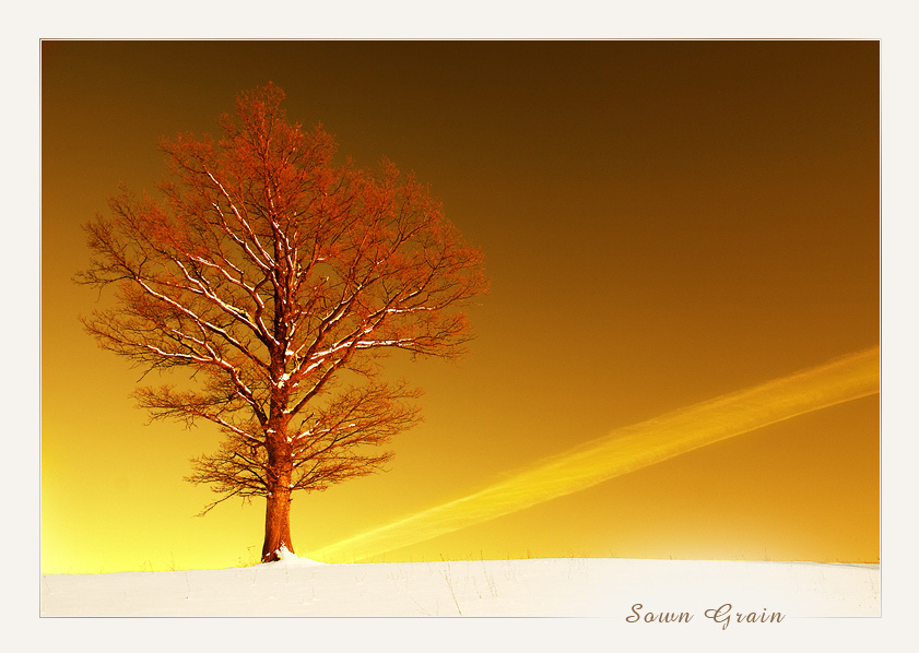 ~ Sown Grain ~ 