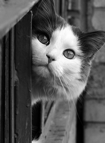 кот 