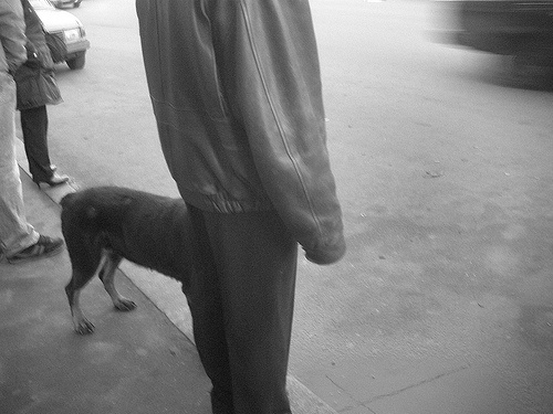 dog-man 