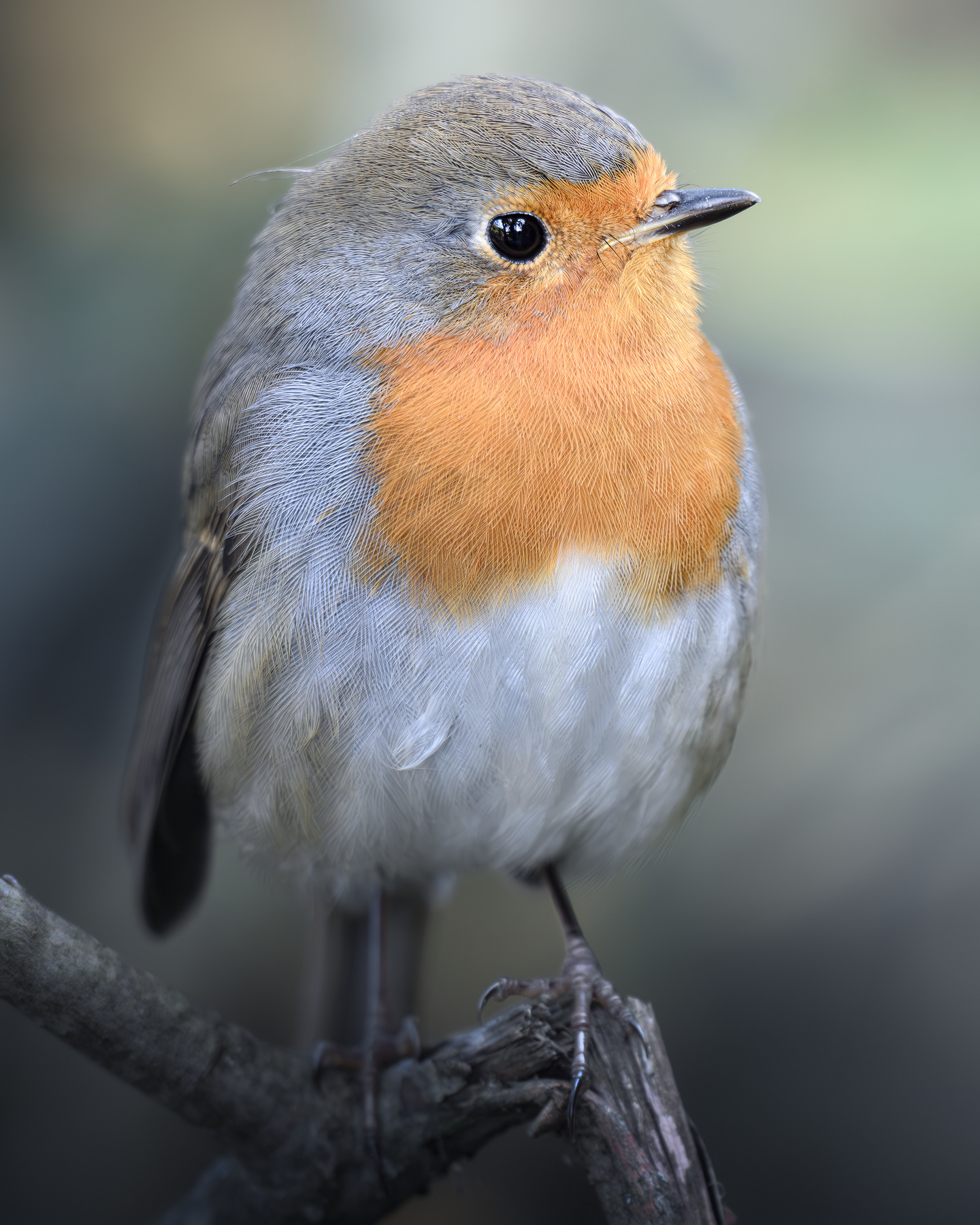 Зарянка (Erithacus rubecula) 