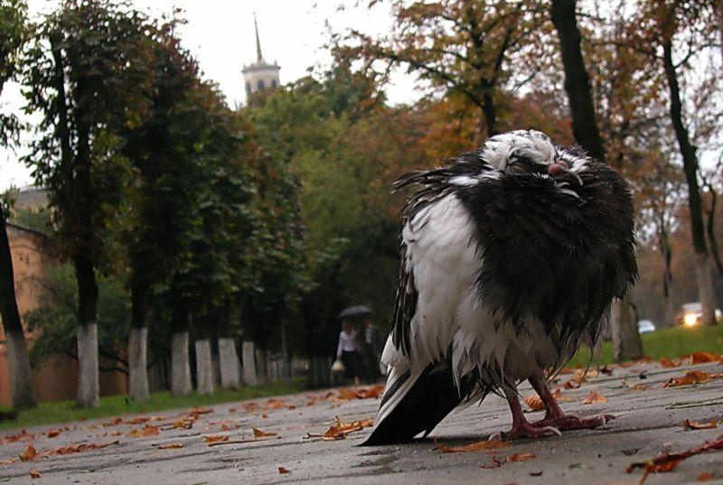 Кокетка на центральной улице голубь