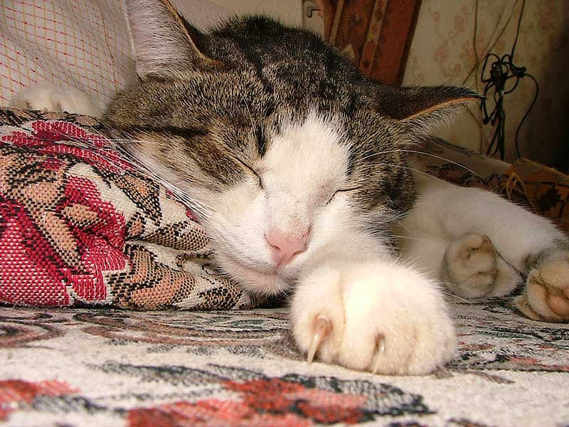 Кот Кот
