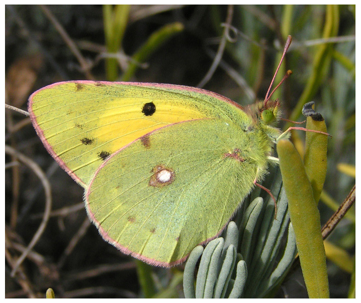Жёлтенькая скромница лето бабочка белянка Pieridae Шафранная желтушка Colias crocerus