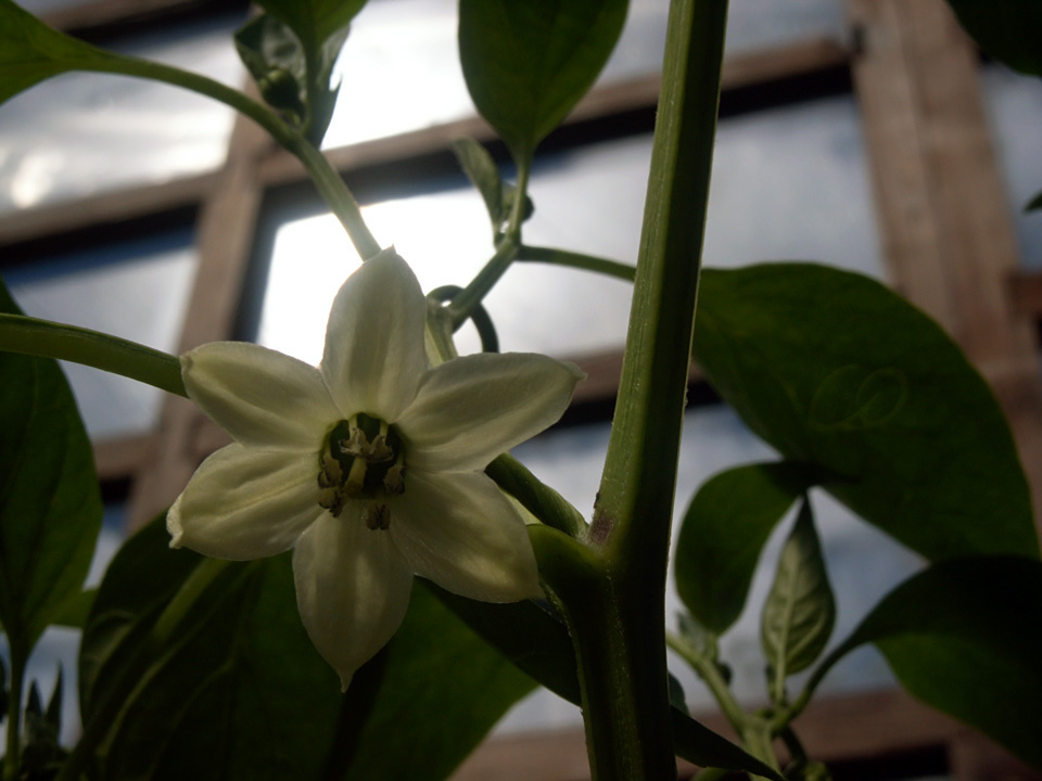 Pepper Pepper цветок flower перец
