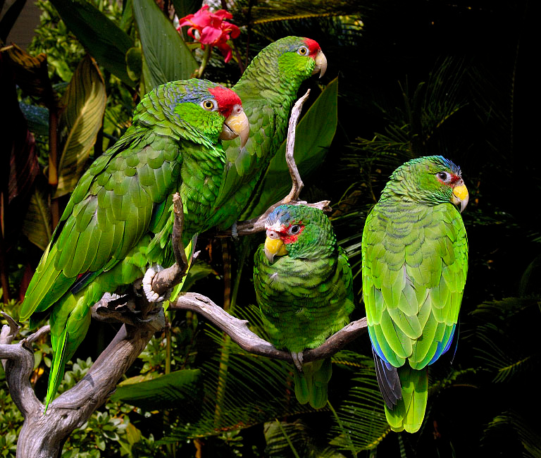 Посиделки Зеленощекий амазон, Amazona viridigenalis, белолобый амазон, Amazona. albifrons, White-fronted Parrot Red-crowned Parrot