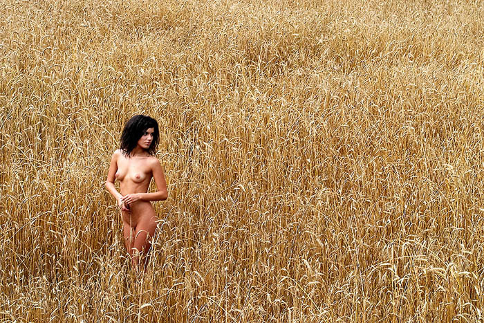 Fields of gold 