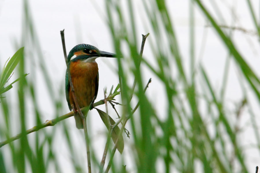 Common Kingfisher2 