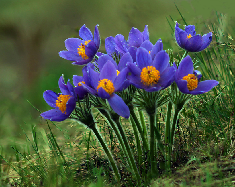 Ветродуйки природа флора цветы прострел