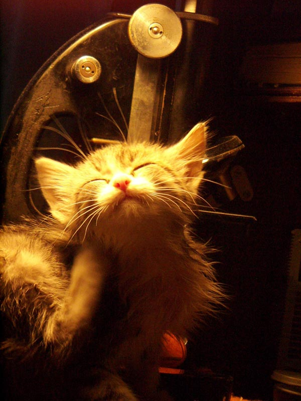 котёнка 