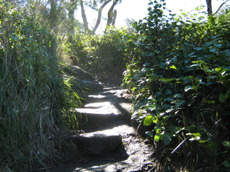 Natures trail Утро, Тропинка, Солнечные, Лучи