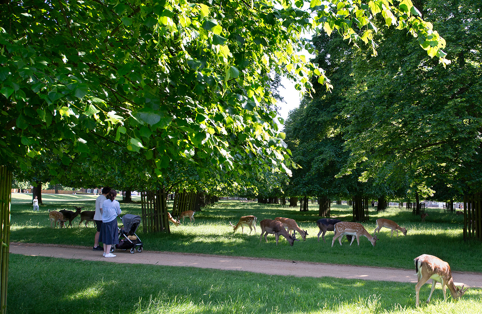 В Хамптон Корт Парке Лондон Хамптон Корт Парк Hampton Court Park олени