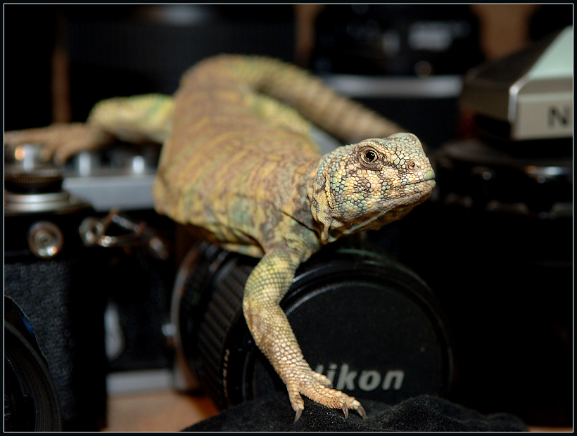 Nikon - это очень хорошо для меня! украшенный шипохвост Uromastyx ornatus