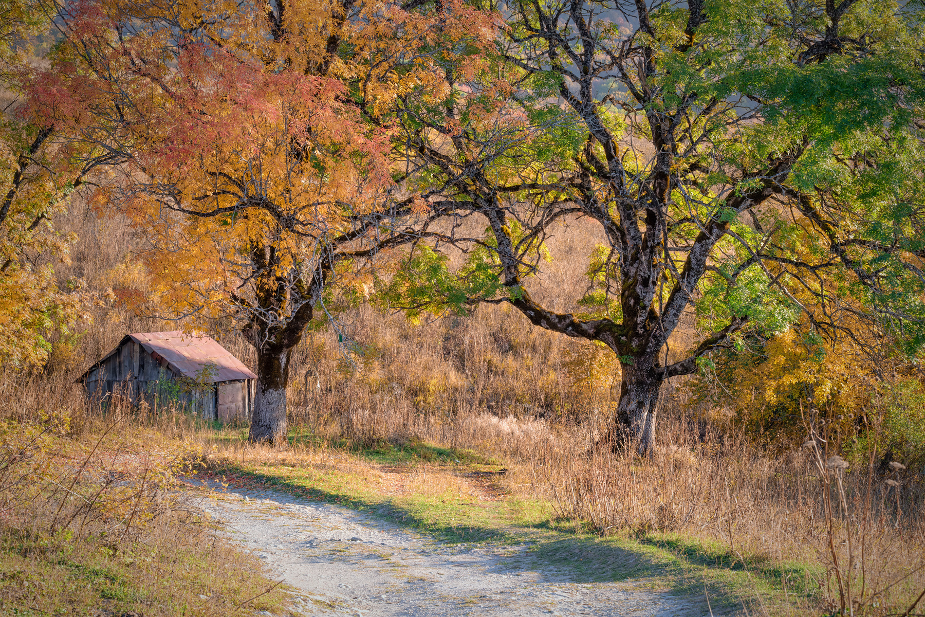 Autumn in Mravaldzali mravaldzali road autumn trees racha lechkhumi mountains nature landscape scenery travel outdoors georgia sakartvelo chizh