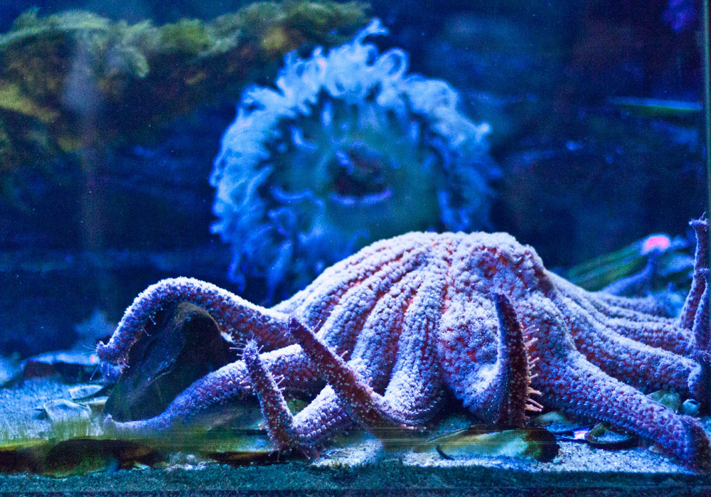 Осьминожек Осьминог, octopus