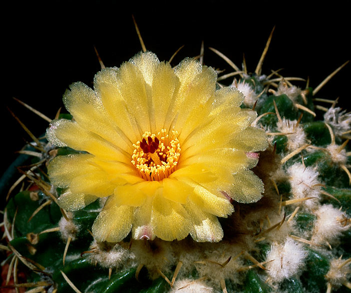 Parodia erinacea cactus cacti parodia