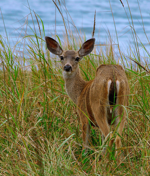 Оленуха Чернохвостый олень, Odocoileus hemionus, Mule Deer, Bodega Bay area, California