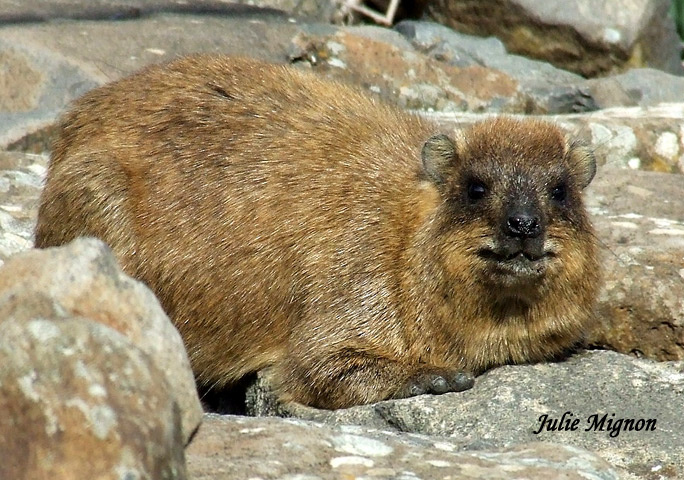 Жиряк жиряк доман hyrax
