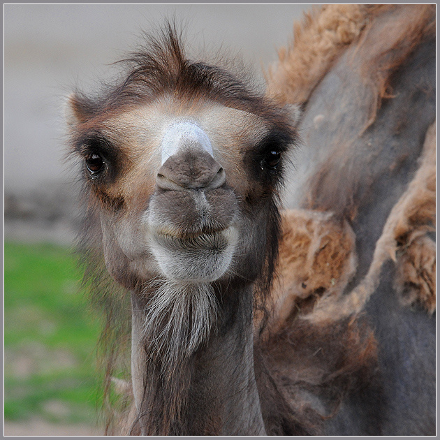 Полугламурный портрет кэмела camel верблюд