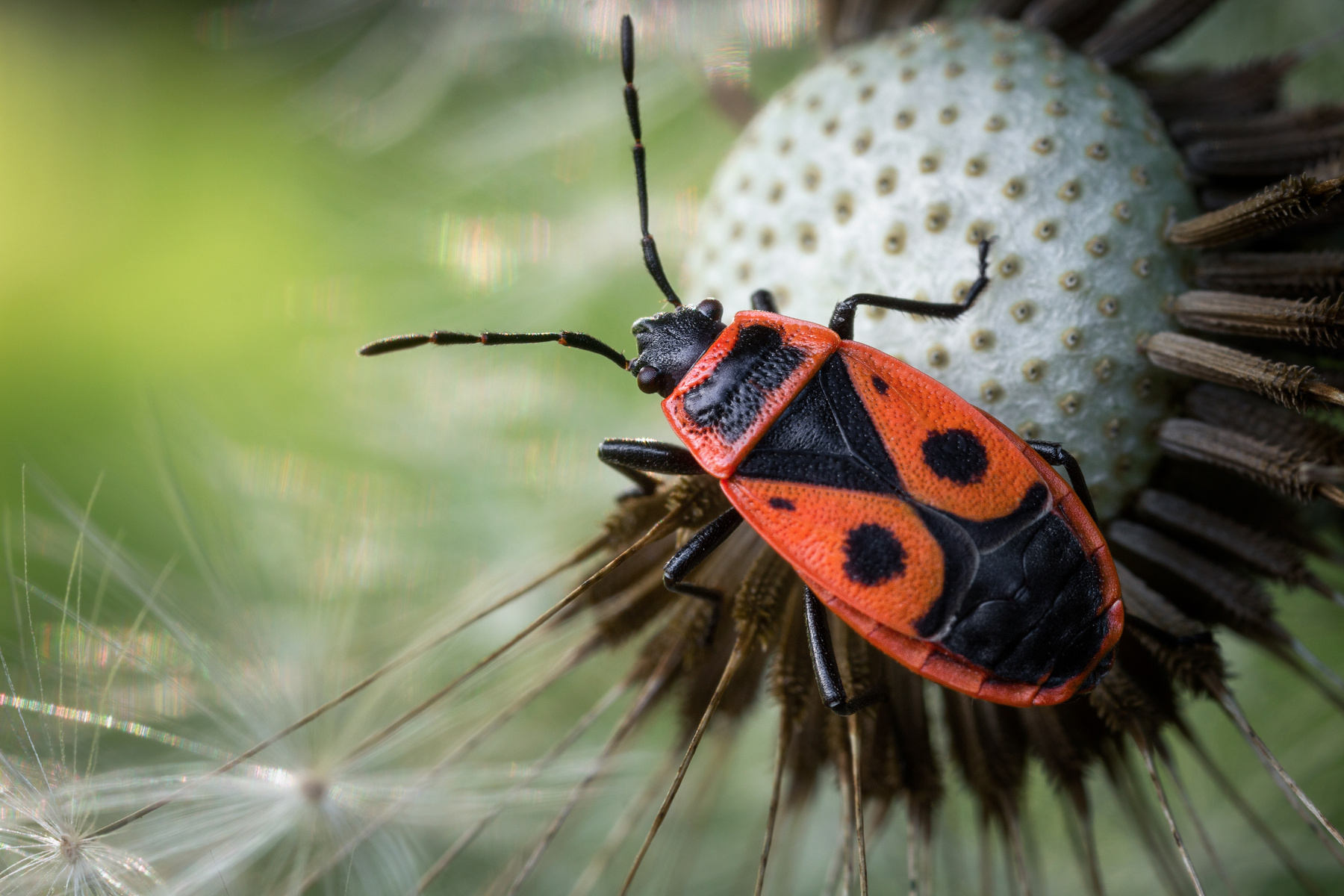 Клоп-солдатик (Pyrrhocoris apterus) макро клоп природа насекомые