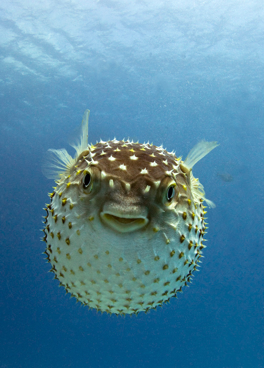 НЛО Подводный,подводная рыбы дайвинг кораллы море  diving fish underwater sea 