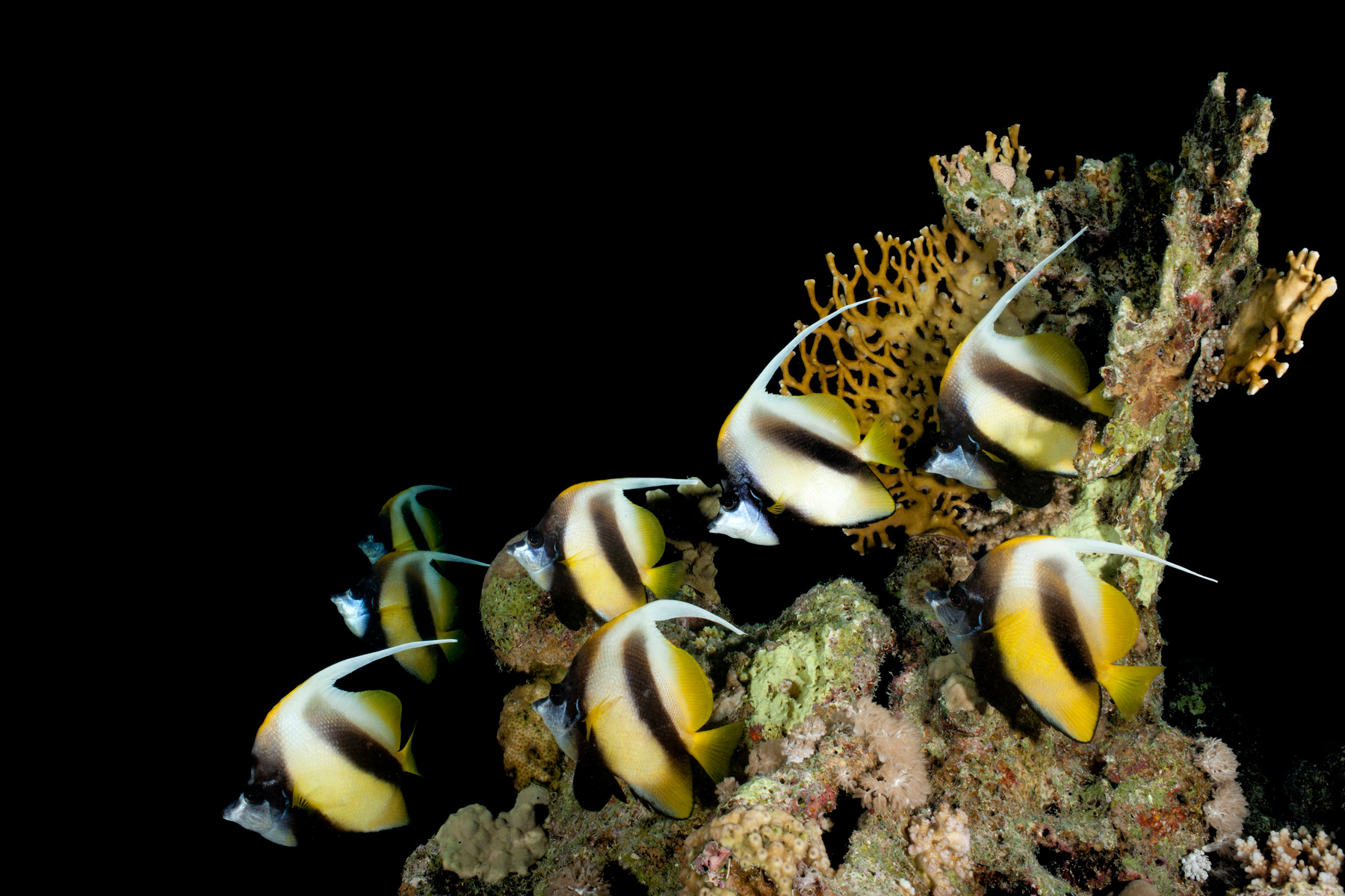 Butterfly fishes underwater photo