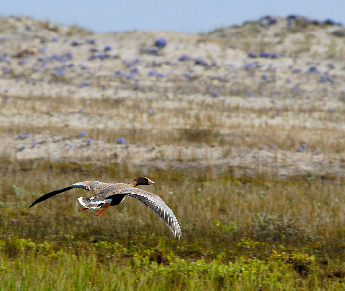 Любопытство #2 Белолобый гусь, Anser albifrons, Greater White-fronted Goose, Tobseda, Barents Sea, Arctic