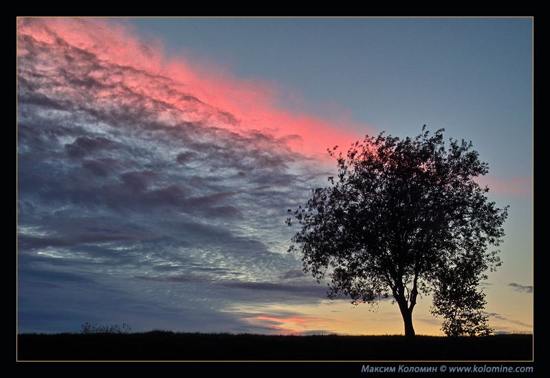 Неопалимая купина закат дерево река вечер природа пейзаж sunset