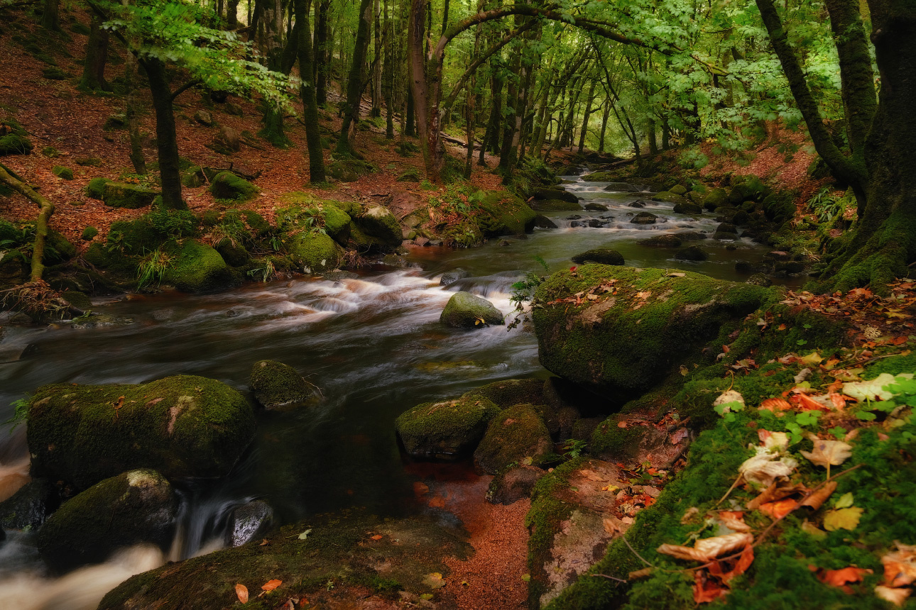 ...Fairy tail wood... ireland nature outdoors scenic long exposure cloghleagh wicklow mountains landscape river creek stream mysterious fairy tail wood forest season autumn mossy destination europe