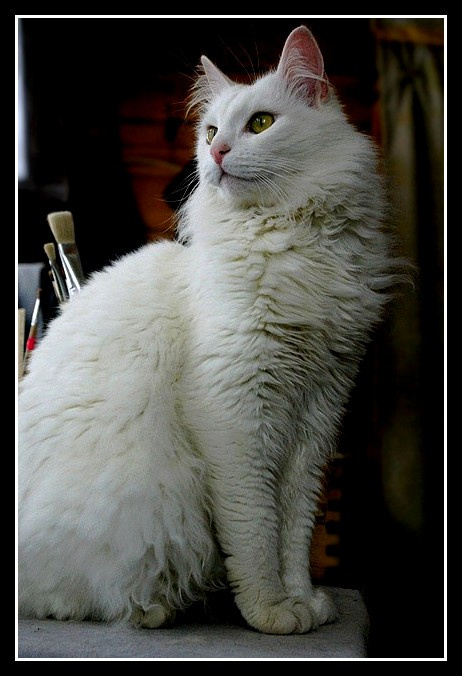 нарисуйте меня... 