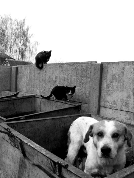 отдамся в добрые руки... добрые руки