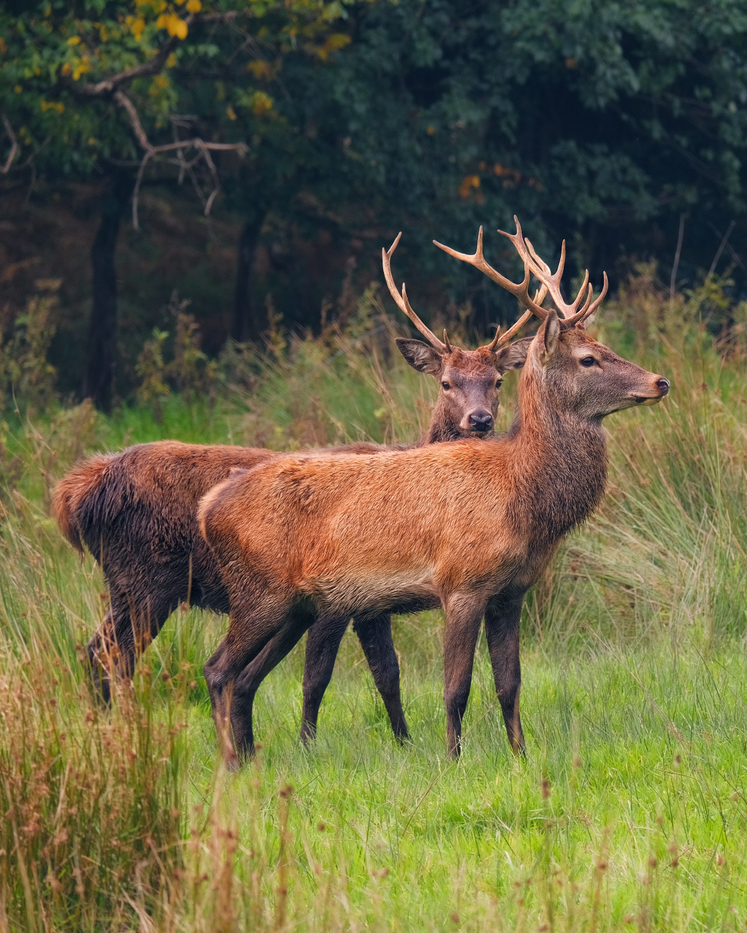 ...somewhere in Kerry... ireland nature outdoors ring of kerry killarney national park deer rut animal wood forest season picturesque spectacular europe travel