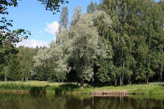 Не такое как все природа, Павловск, дерево, берег озера, вода