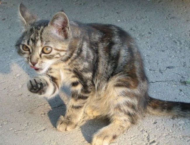 Не буду позироват! Видишь - умываюсь...  кошечка умывается
