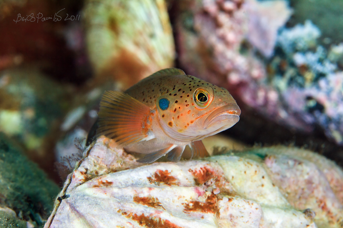 Чё надо? батимастер Дерюгина Японское море Приморье anion Blackspot ronquil Swift's pecten макро