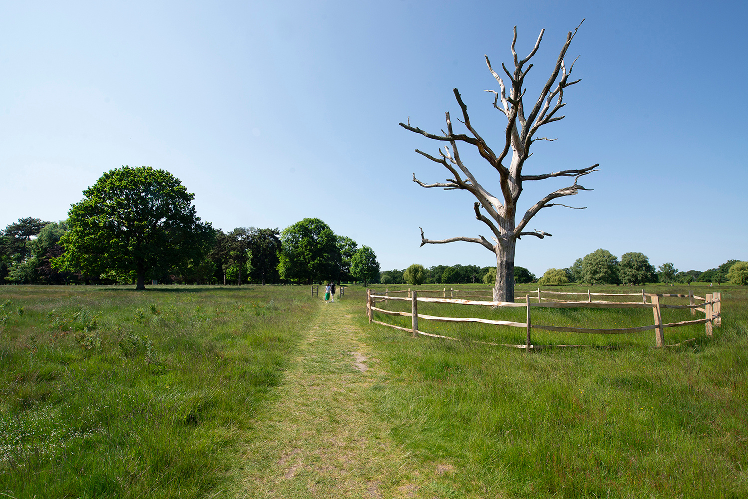 ДЕРЕВО Лондон Хамптон Корт Парк Hampton Court Park