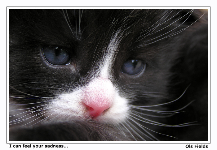 I can feel your sadness... Котенок.