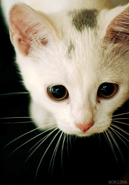 Дикая кошка
