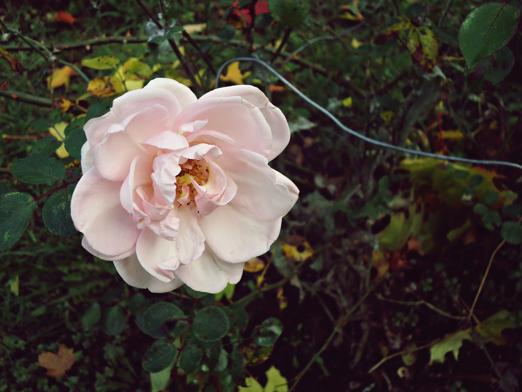 Solitude rose