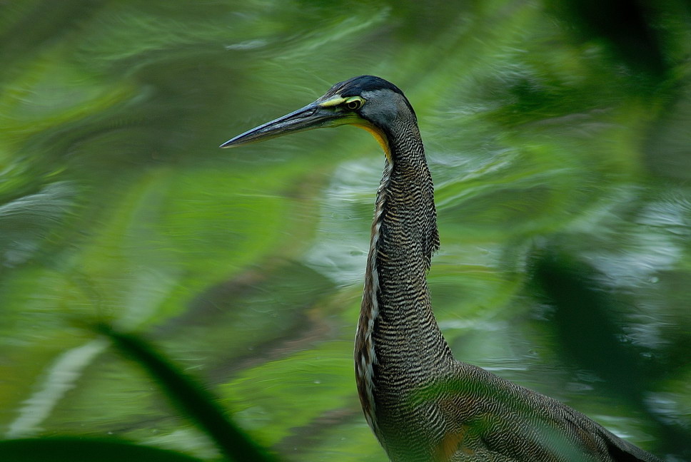 Холст,масло,тигровая цапля Тигровая цапля.Bare-throated Tiger-Heron