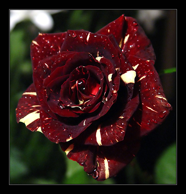 Роза? Да! И что? Ничего :) Банально же? Да, но красиво же? Роза Rose Цветок Flower
