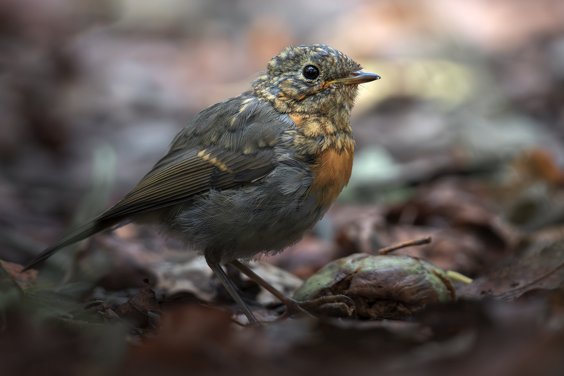Зарянка (Erithacus rubecula) 
