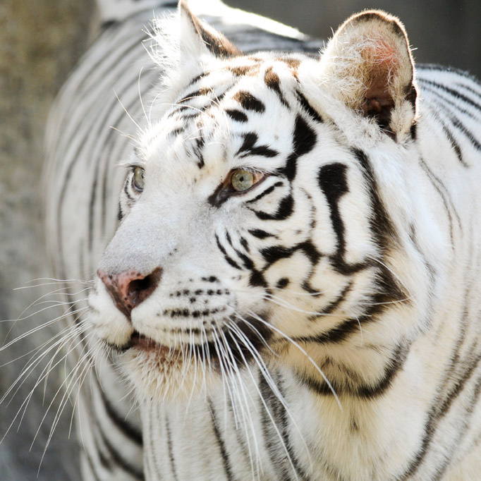 tigra тигр