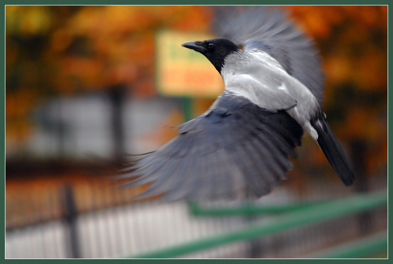 Мимолетность серая ворона Corvus cornix