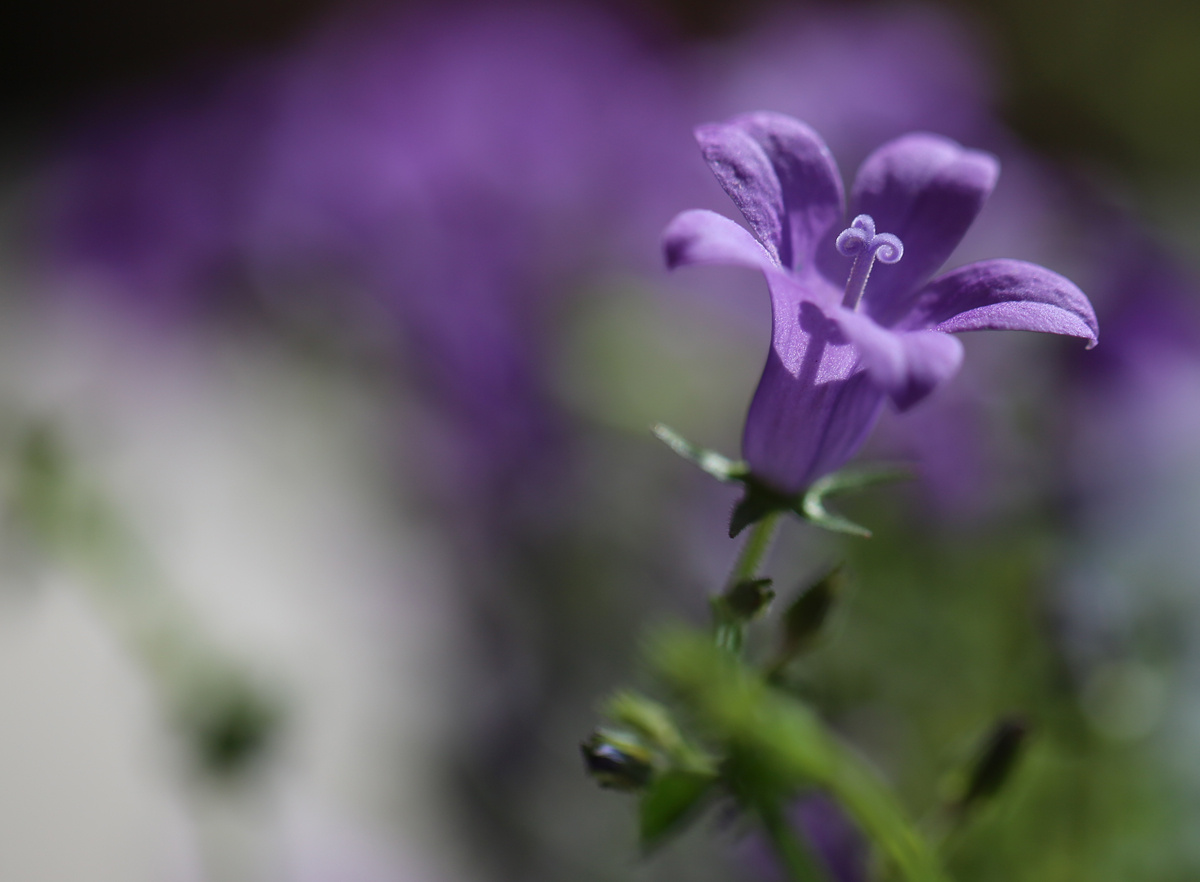Campanula. цветы, кампанула 