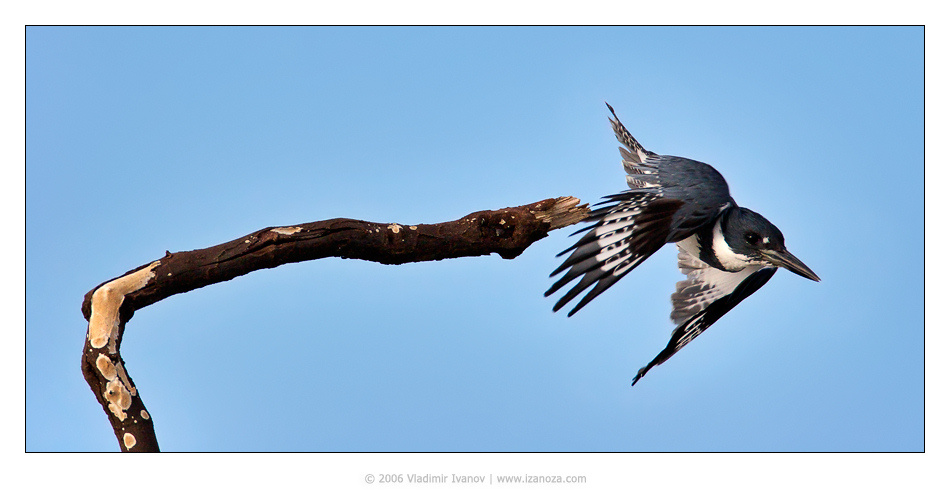 Вектор тяги североамериканский зимородок belted kingfisher Florida US