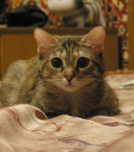 красавица кошка кошка