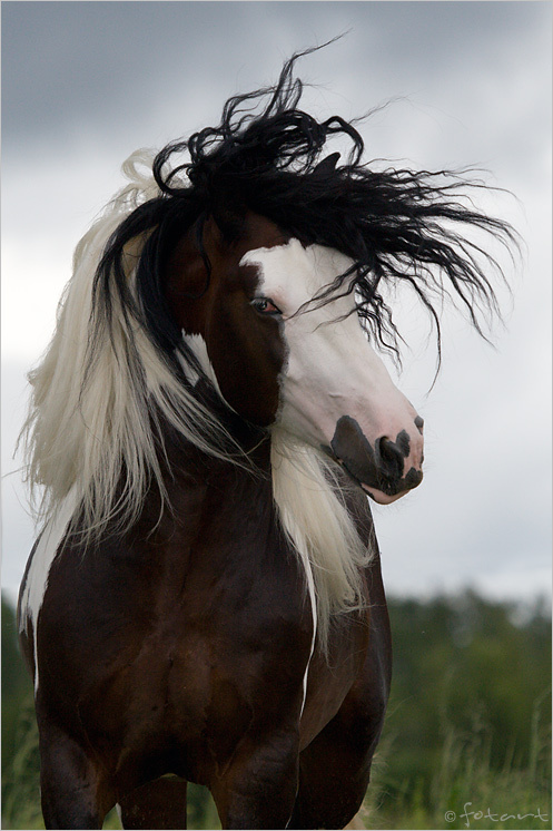 Гром в гриве, молния в глазах horse лошадь